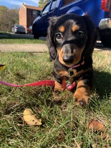 Miniature Dachshund
