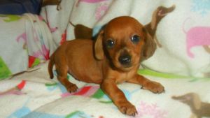 C.K..C. registered pups...