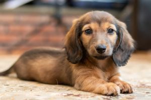 Long haired Mini Dachshund