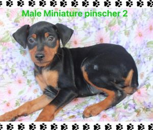 Miniature pinscher babies
