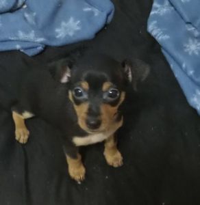 MINIATURE PINSCHER PUPPIES