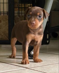 Miniature Pinscher Female