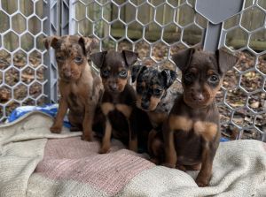 Miniature pinchers (Pensacola Fl)