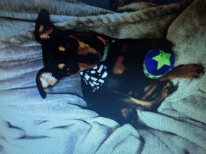 Miniature Pinscher