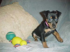 CKC.REG MINIATURE PINSCHER FEMALE BLACK AND TAN 8 WEEKS OLD