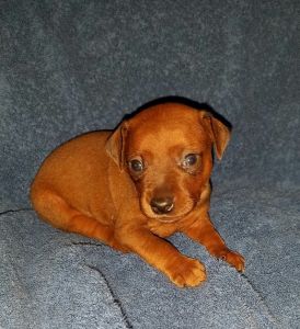 AKC Miniature Pinscher