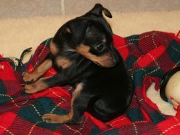 Stunning Well Bred Miniature Pinscher Puppies