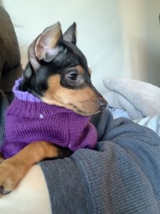 Miniature Pinscher puppy
