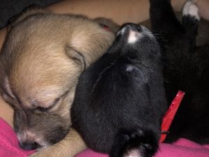 Chihuahua Mini Pincher Mix