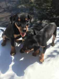 mini doberman puppies