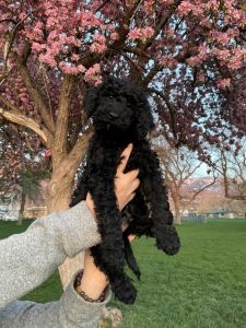 Our last boy of the litter. The runt Bear!