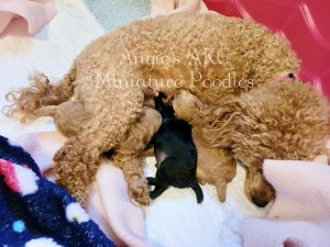 AKC Miniature Poodles