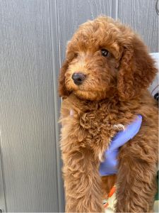 3 mo miniature poodle puppy