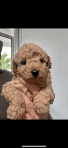 mini poodles on sale!!