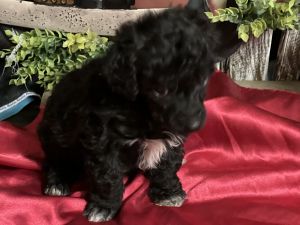 Miniature poodle