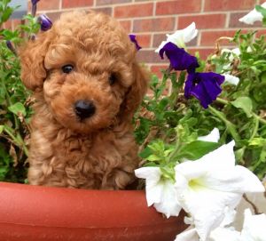 Miniature poodle darlings
