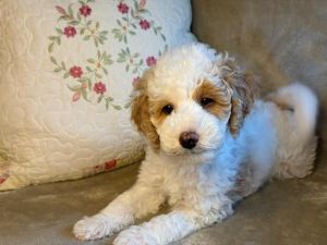 Small Moyen AKC Poodle Puppies