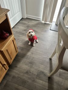 Small dog available for new home
