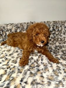 Mini Poodle Puppy