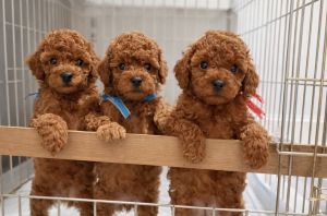 Red Miniature poodle Tomball, Tx