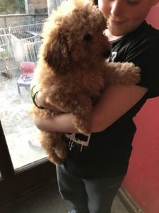 Pra Clear Kc Reg Miniature Poodle Pup