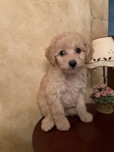 Miniature poodle female
