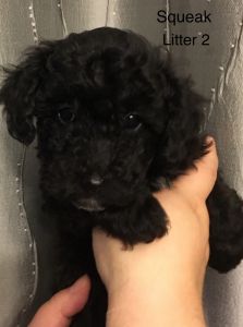 Minature poodle puppies