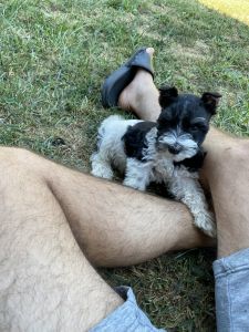Miniature schnauzer