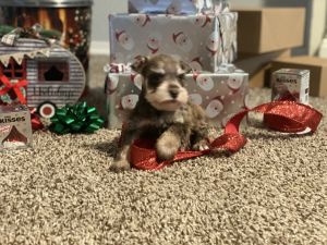 AKC Miniature Schnauzer Lil Girl