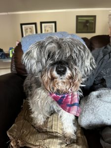 Free Dog(Great Elderly companion)