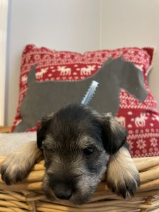 Home raised Schnauzer puppies Sky