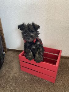 Miniature Schnauzer