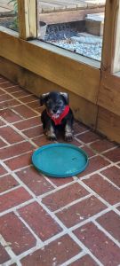 Mini schnauzer male loving