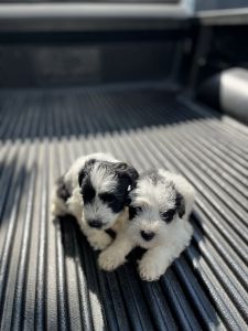Miniature Schnauzer