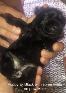 Miniature schnauzers litter of five