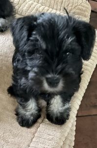 Mini Schnauzers ***