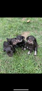 CKC Miniature schnauzer