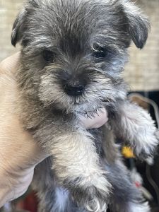 Miniature Schnauzer AKC registered