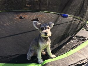 Miniature schnauzer