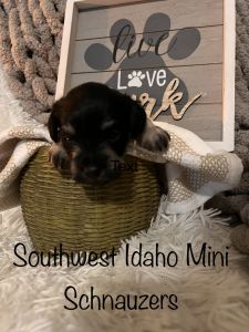 Miniature Schnauzers