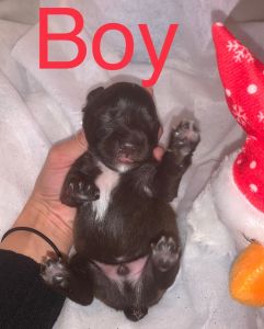 Miniature schnauzer puppies