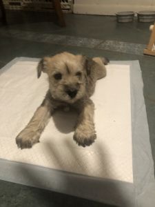 Akc Mini Schnauzer males