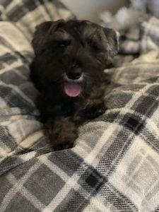 So Much Joy with this Bundle