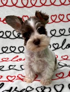 AKC miniature schnauzer puppies
