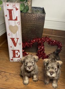 Miniature Schnauzer Puppies
