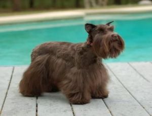 AKC Schnauzer Puppies