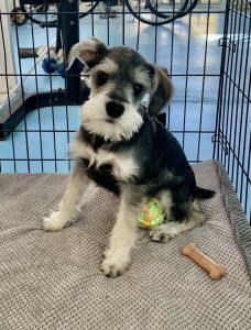 For sale male puppy Miniature Schnauzer