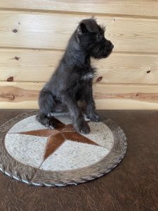AKC Miniature schnauzer Male