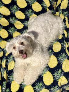 Mini Schnauzer Puppies