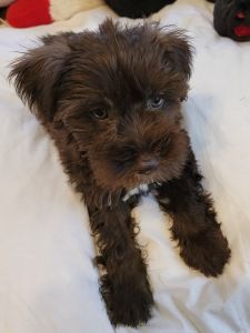 Toy size miniature Schnauzer